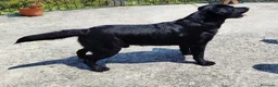 Labrador cani in vendita: LABRADOR RETRIEVER a Provincia di Foggia - Annuncio 2