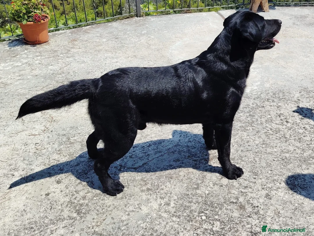 Labrador cani in vendita: LABRADOR RETRIEVER a Provincia di Foggia - Annuncio 2
