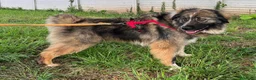 Meticcio cani in regalo: PRUGNA STUPENDA - Annuncio 12