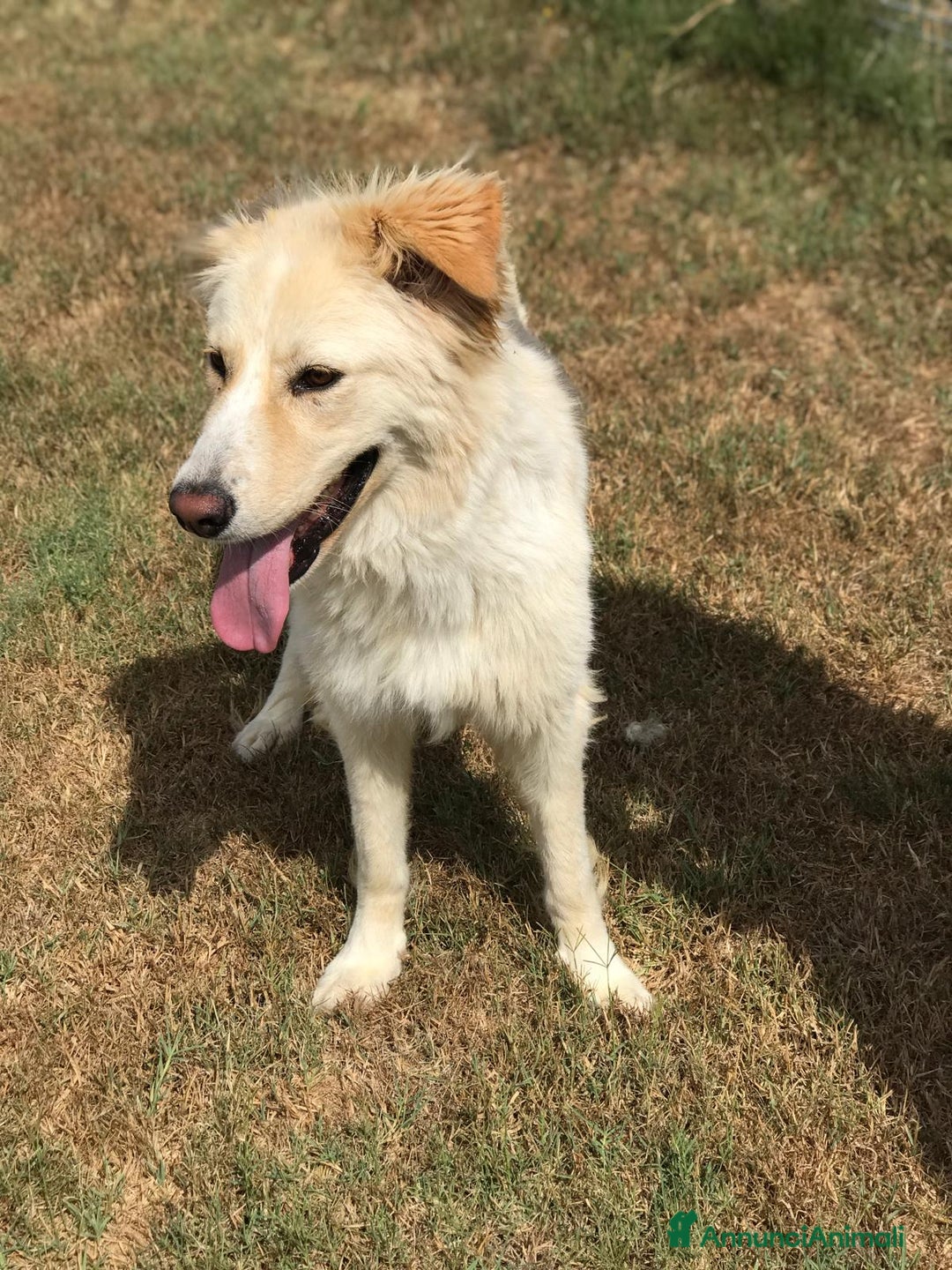 Meticcio cani in regalo: Connie, derivata golden - in adozione a Provincia di Latina - Immagine 5