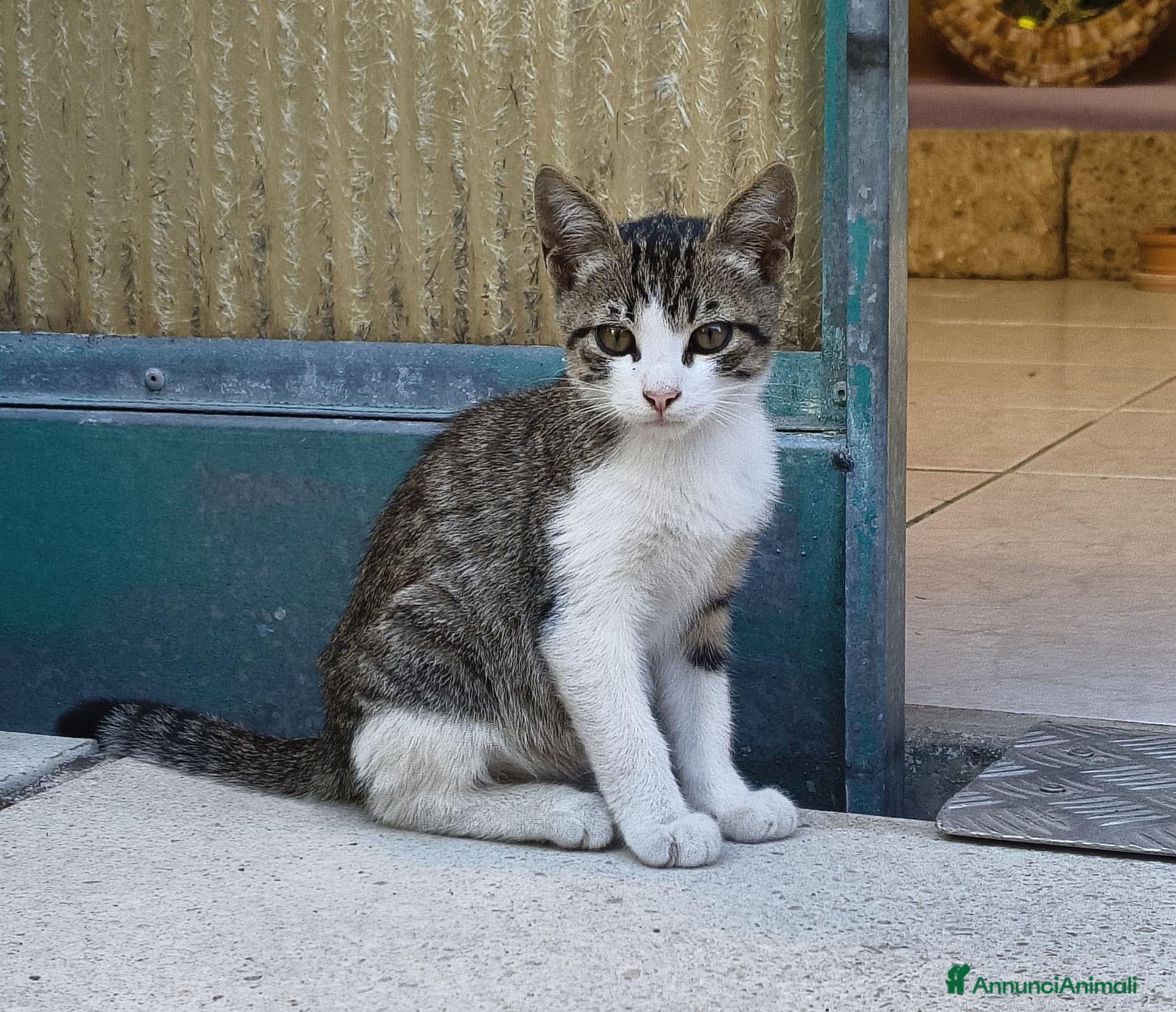 Meticcio gatti Gattino maschio giocherellone in affido a Pescara  - Annuncio 8