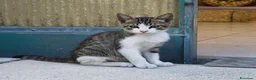 Meticcio gatti in regalo: Gattino maschio giocherellone in affido a Pescara  - Annuncio 1