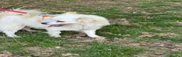 Meticcio cani in regalo: Cooki, un simil volpino giocherellone - Annuncio 5