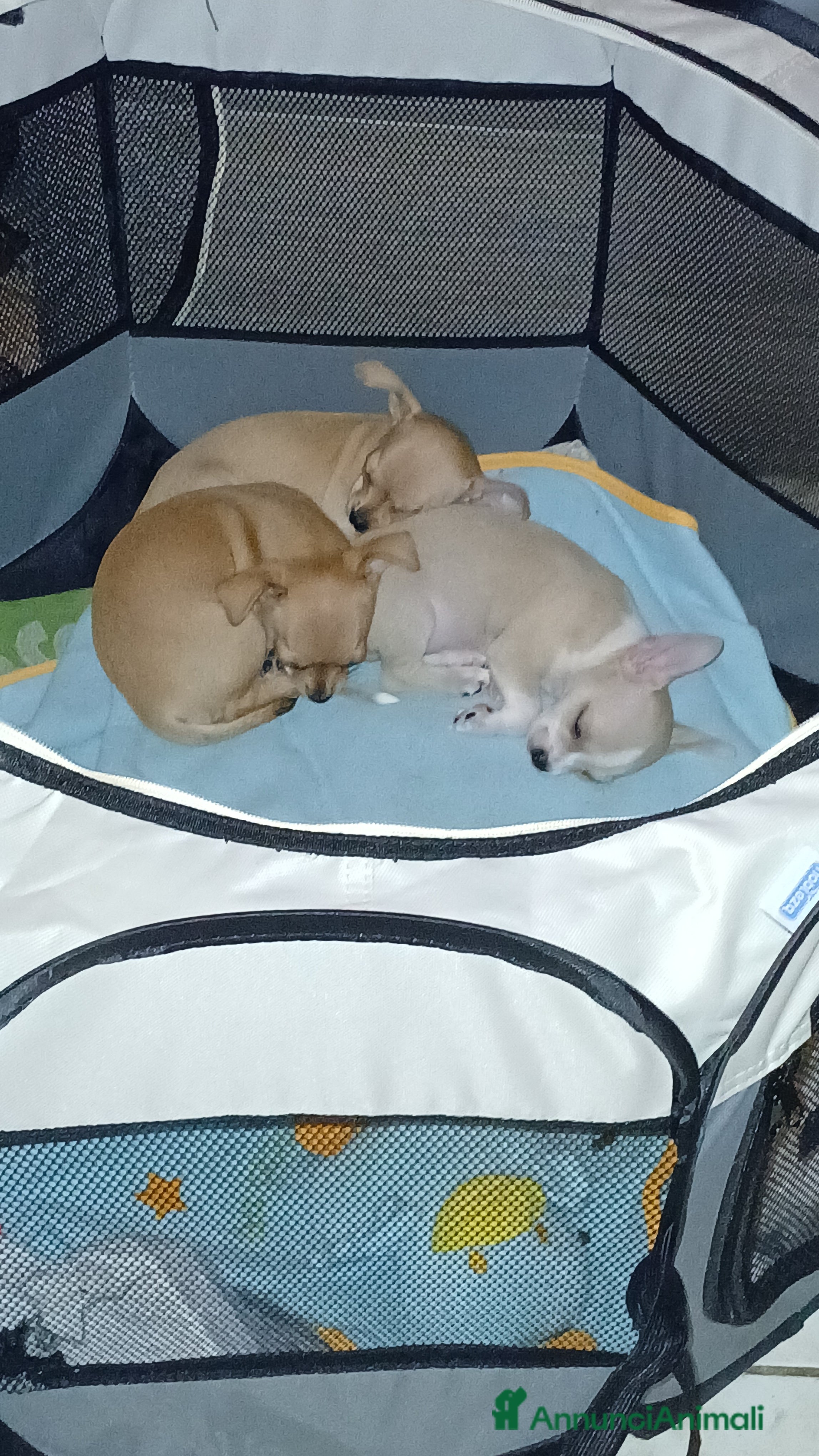 Chihuahua cani Cuccioli di pura razza chihuahua a Città metropolitana di Roma Capitale - Annuncio 9