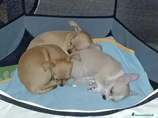 Chihuahua cani Cuccioli di pura razza chihuahua a Città metropolitana di Roma Capitale - Annuncio 9