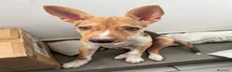 Meticcio cani in regalo: RIO METICCIO a Città metropolitana di Catania - Annuncio 1