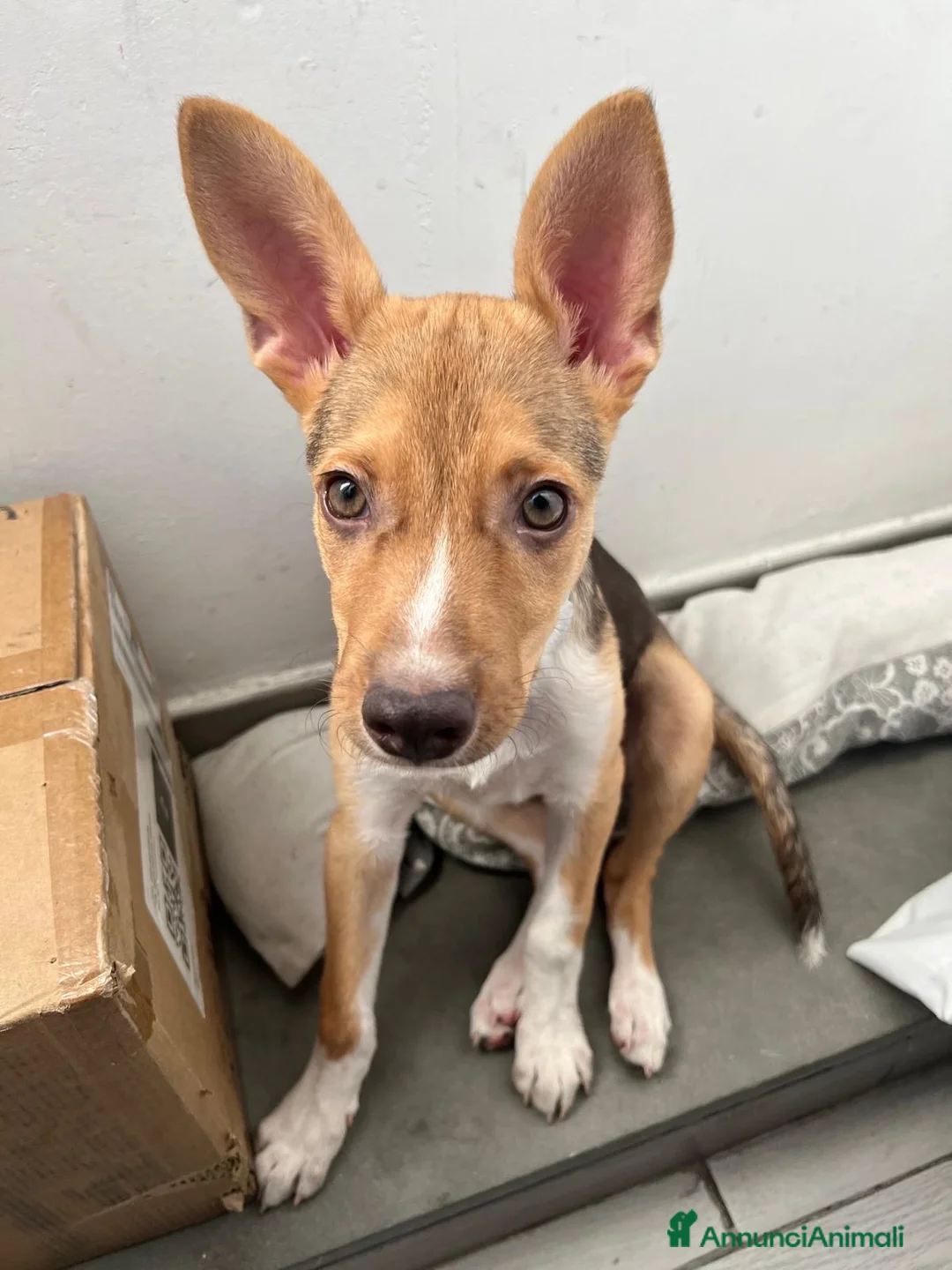 Meticcio cani in regalo: RIO METICCIO a Città metropolitana di Catania - Annuncio 1