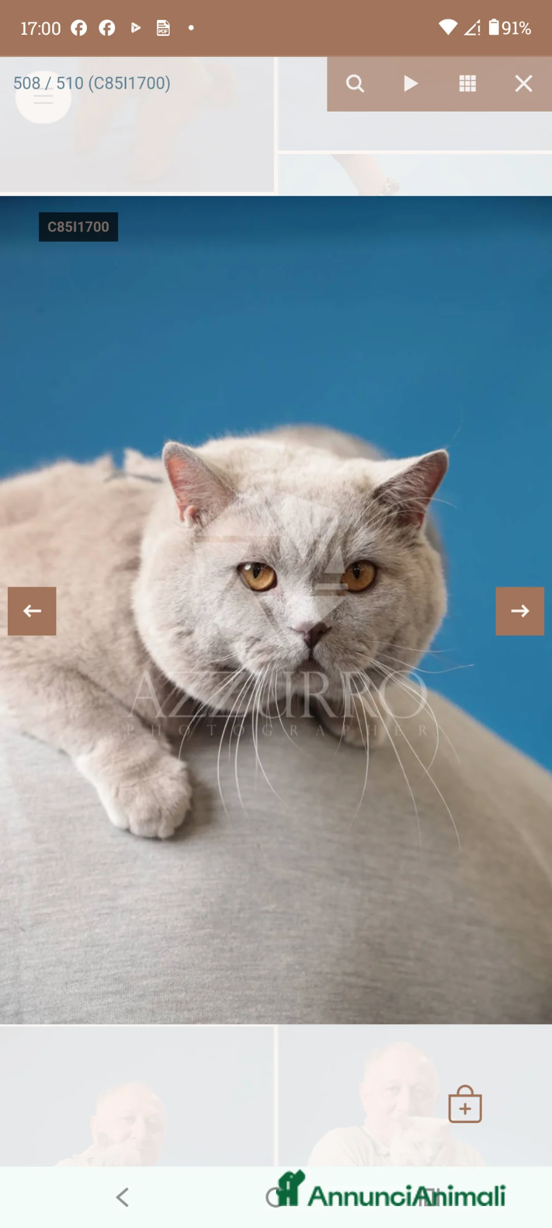 Scottish gatti in vendita: Cuccioli di Scottish - Annuncio 1