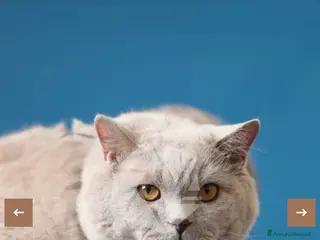 Scottish gatti Cuccioli di Scottish - Annuncio 9