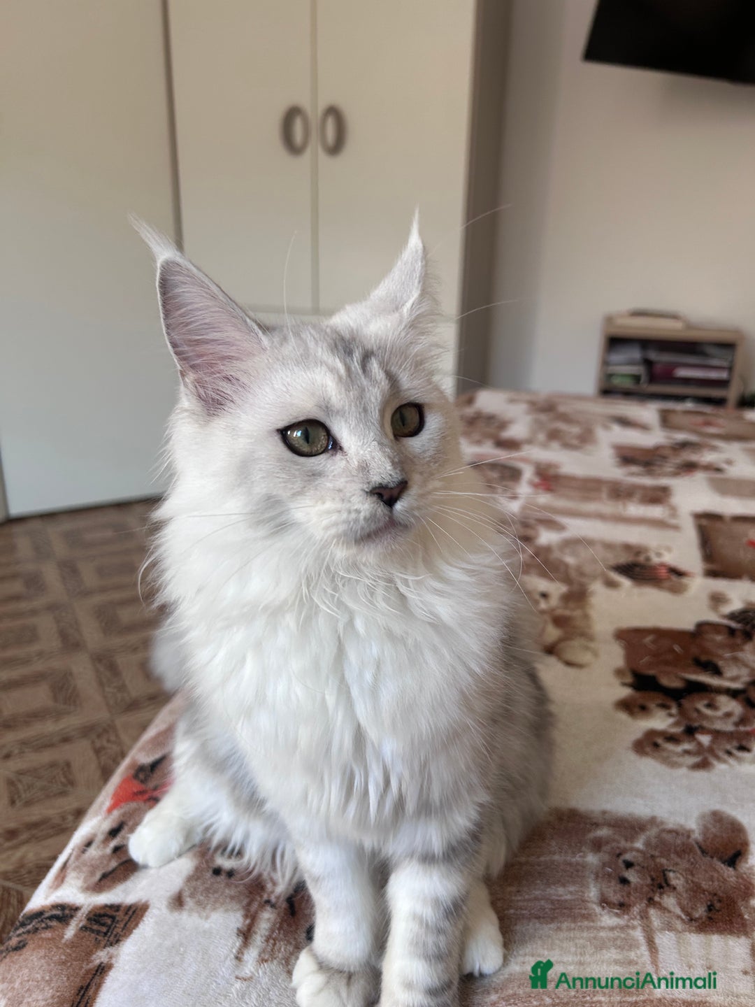 Maine Coon gatti in vendita: Femmina Maine Coon shaded - Annuncio 2