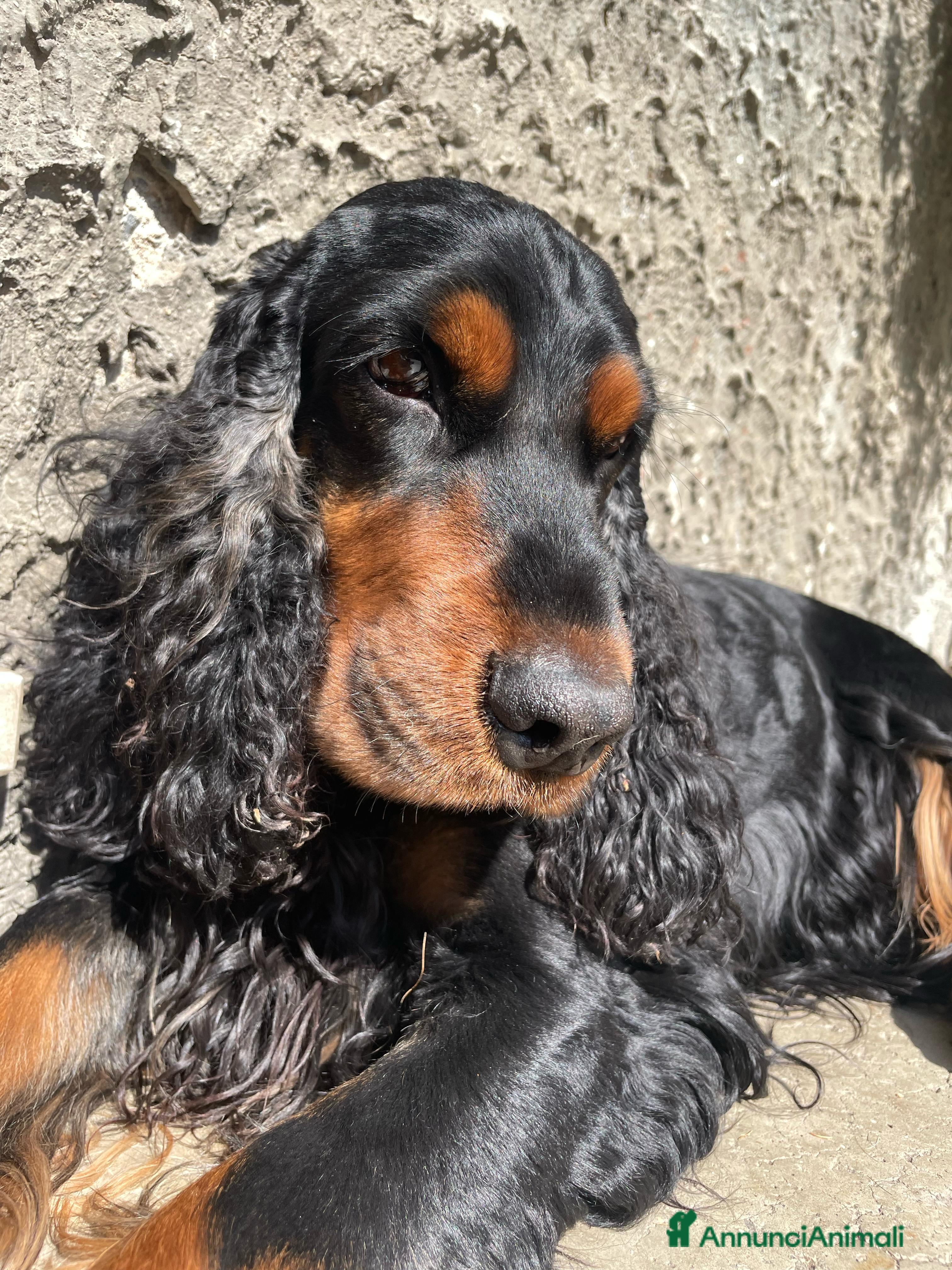 Cocker cani Cocker Nero Focato a Provincia di Vicenza - Annuncio 1