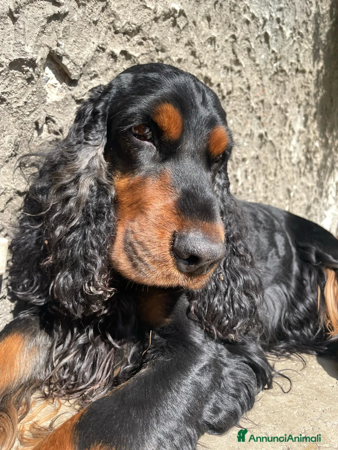 Cocker cani per accoppiamento: Cocker Nero Focato a Provincia di Vicenza - Annuncio 1