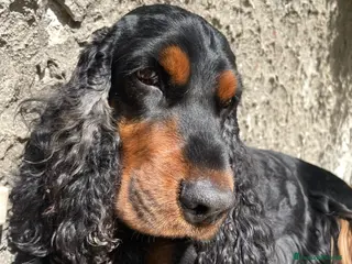 Cocker cani Cocker Nero Focato a Provincia di Vicenza - Annuncio 7