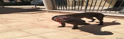 Cane Corso cani in regalo: Regalo cane corso  a Provincia di Taranto - Annuncio 3