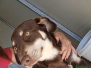 Meticcio cani Simil segugio quasi 2anni occhi ambra,in canileSUD - Annuncio 40