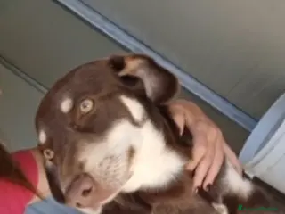 Meticcio cani Simil segugio quasi 2anni occhi ambra,in canileSUD - Annuncio 33