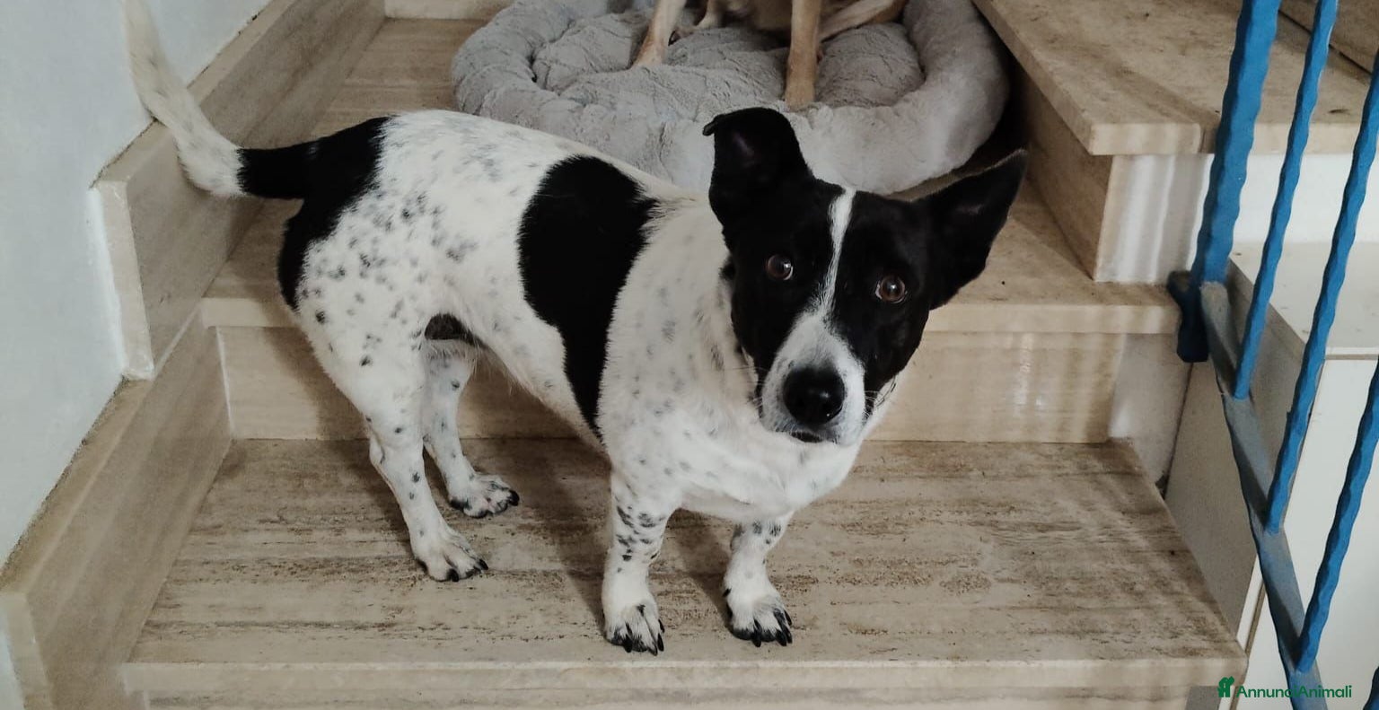 Meticcio cani Jessy: simpatica nonnina cerca nuova famiglialia  - Annuncio 7