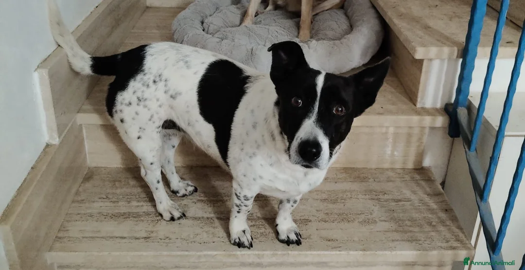 Meticcio cani in regalo: Jessy: simpatica nonnina cerca nuova famiglialia  - Annuncio 1