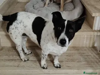 Meticcio cani Jessy: simpatica nonnina cerca nuova famiglialia - Annuncio 7