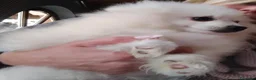 Volpino Italiano cani in vendita: Cuccioli di volpino italiano - Annuncio 7