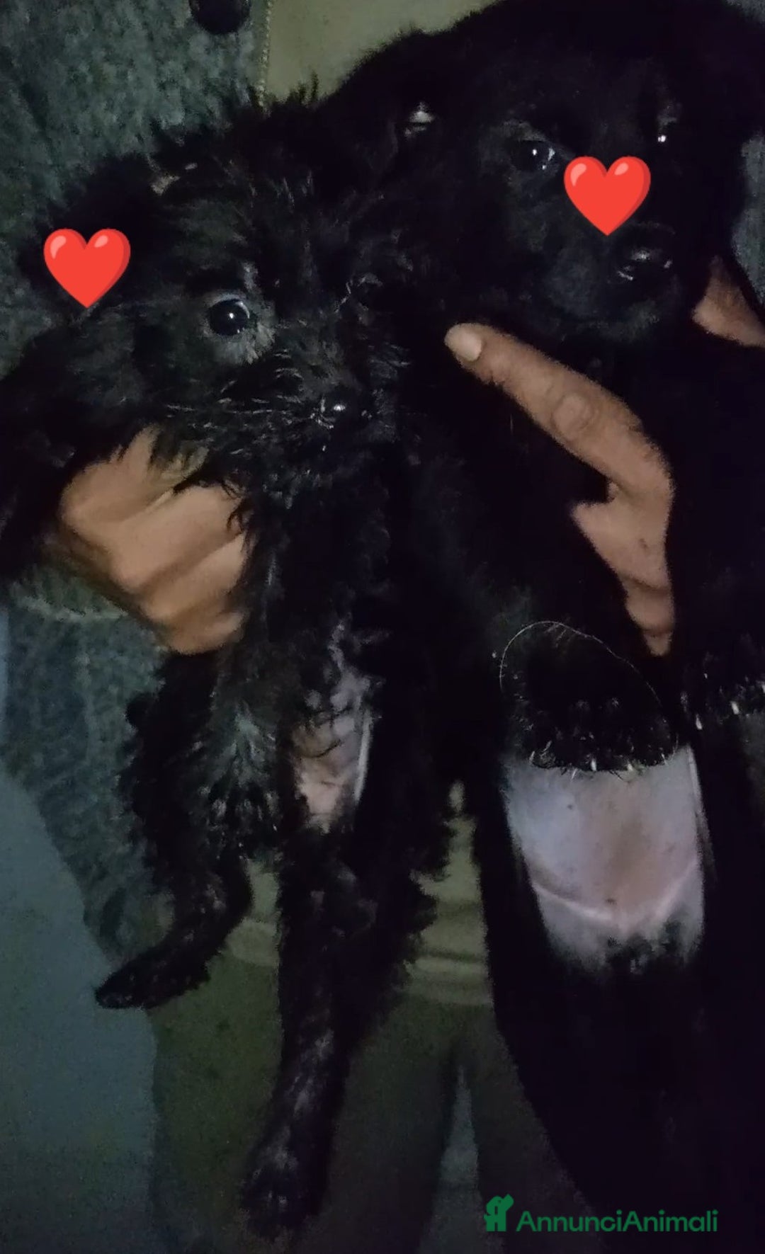 Pastore Tedesco cani in regalo: cuccioli  - Annuncio 1