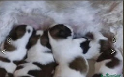 Shih Tzu cani in vendita: Cucciolo di shitzu - Immagine 4