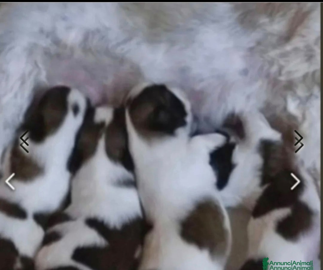 Shih Tzu cani in vendita: Cucciolo di shitzu - Immagine 4