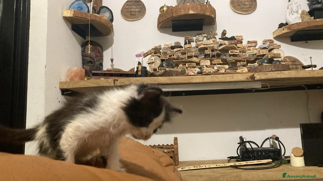 Meticcio gatti in regalo: GATTINI  a Provincia di Lodi - Annuncio 1