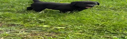 Labrador cani in vendita: Cuccioli Labrador  - Annuncio 9