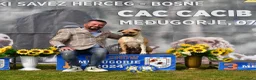 American Staffordshire cani in vendita: American Staffordshire Terrier  - Annuncio 2
