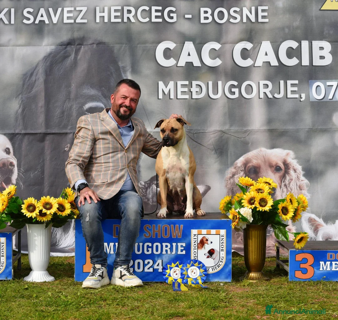 American Staffordshire cani in vendita: American Staffordshire Terrier  - Annuncio 2
