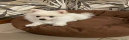 Spitz cani in vendita: Cucciolo di Spitz taglia nana - Annuncio 1
