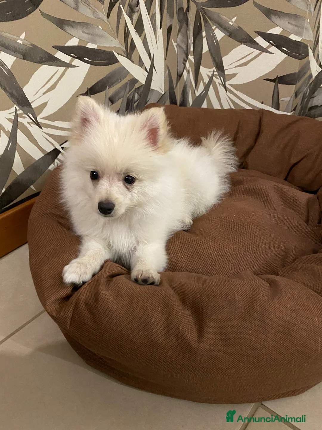 Spitz cani in vendita: Cucciolo di Spitz taglia nana - Annuncio 1