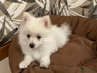 Spitz cani Cucciolo di Spitz taglia nana - Annuncio 1