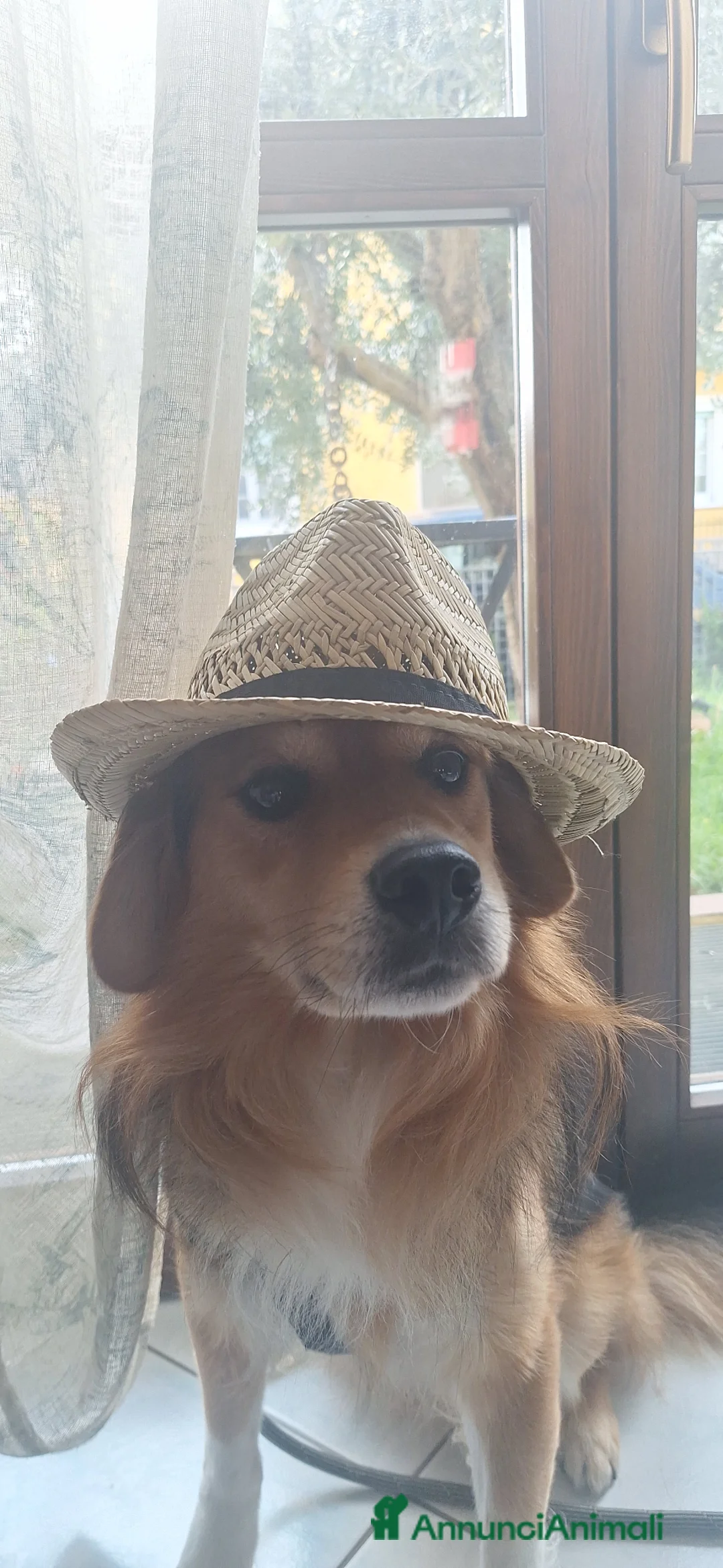 Meticcio cani in regalo: Terry, in regalo, cerca una nuova casa affettuosa a Provincia di Pesaro e Urbino - Annuncio 2