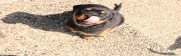 Rottweiler cani in vendita: Rottweiler cuccioli con pedigree  - Annuncio 7