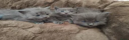 Altre razze gatti in vendita: Gattini Nebelung  - Annuncio 6