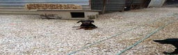 Meticcio cani in regalo: SUSY, nanetta timidina ma dolcissima! Tg PICCOLA. - Annuncio 3