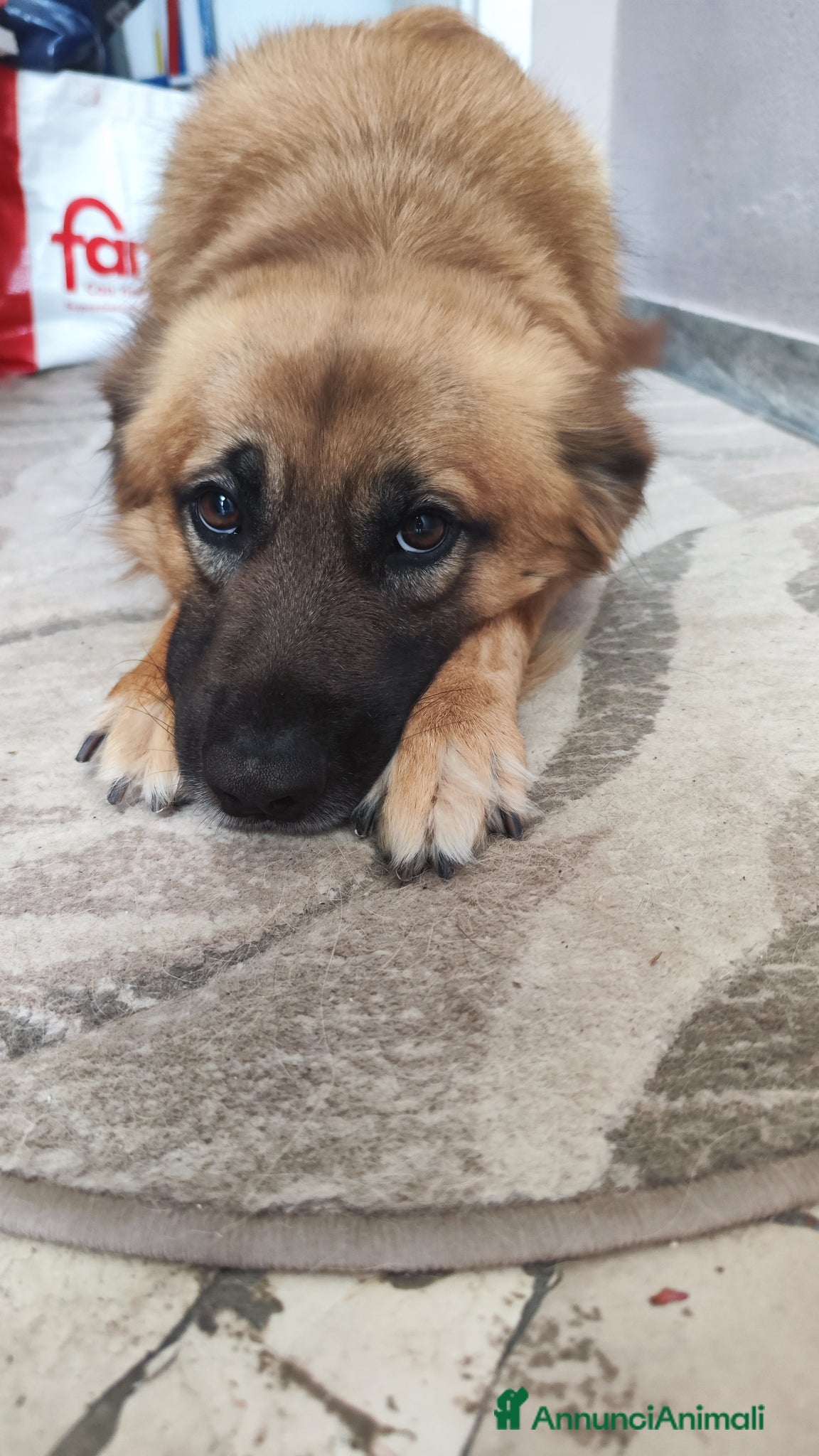 Meticcio cani METICCIO  - Annuncio 4