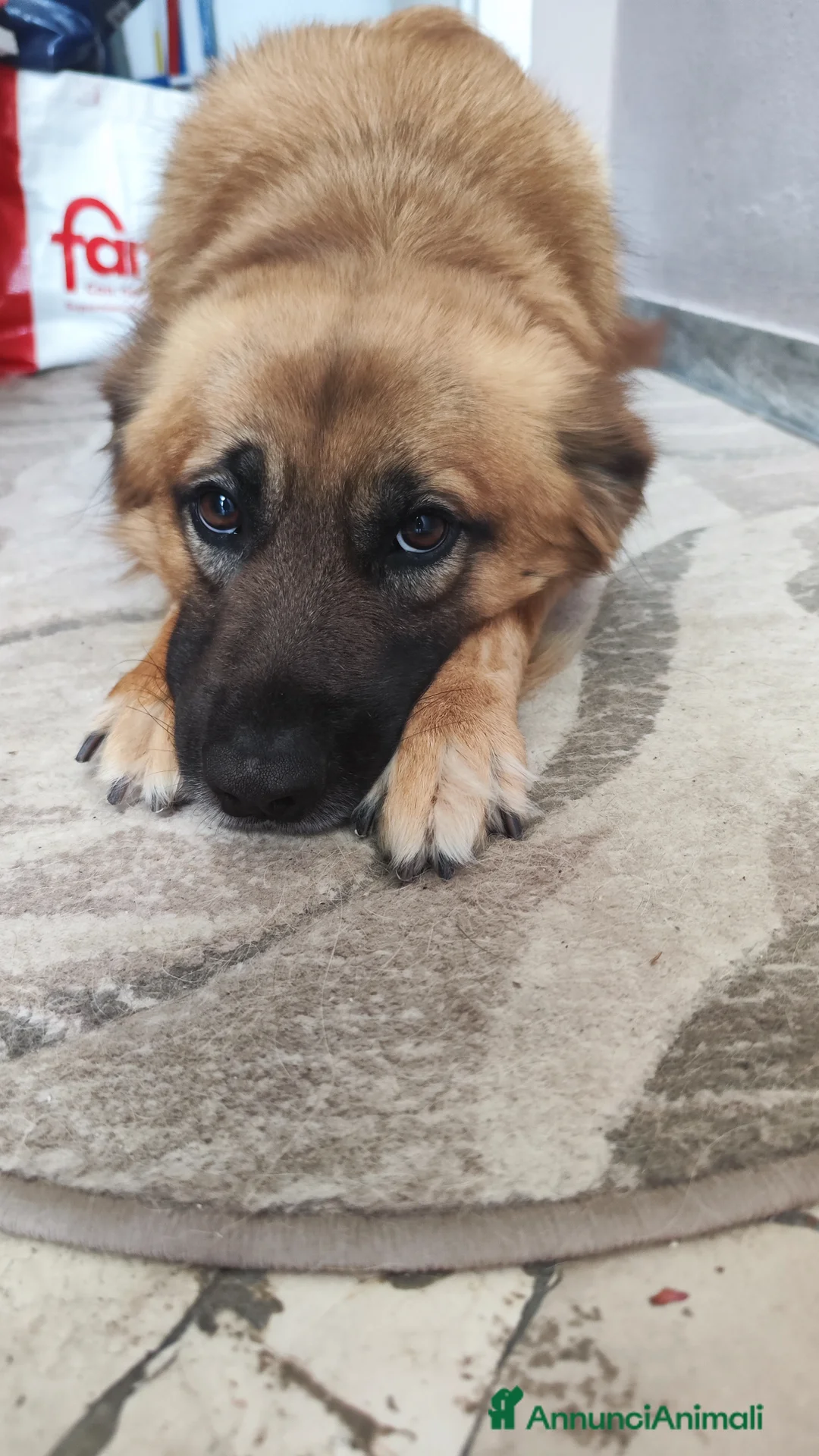 Meticcio cani in regalo: METICCIO  - Annuncio 1