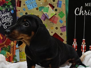 Bassotto cani Bassotto tedesco standard pelo corto con pedigree - Annuncio 6