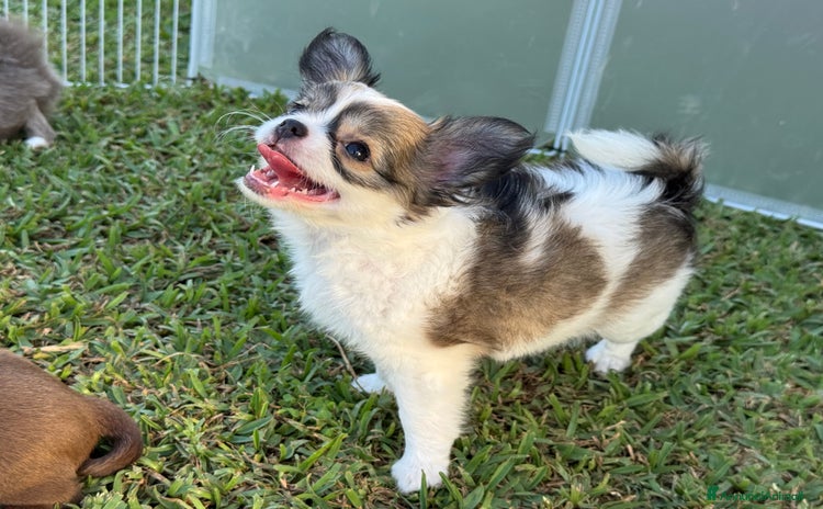 Chihuahua cani a Città metropolitana di Milano - Annuncio 19