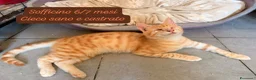 Meticcio gatti in regalo: Gattini destinati alla colonia  a Provincia di Ferrara - Annuncio 8