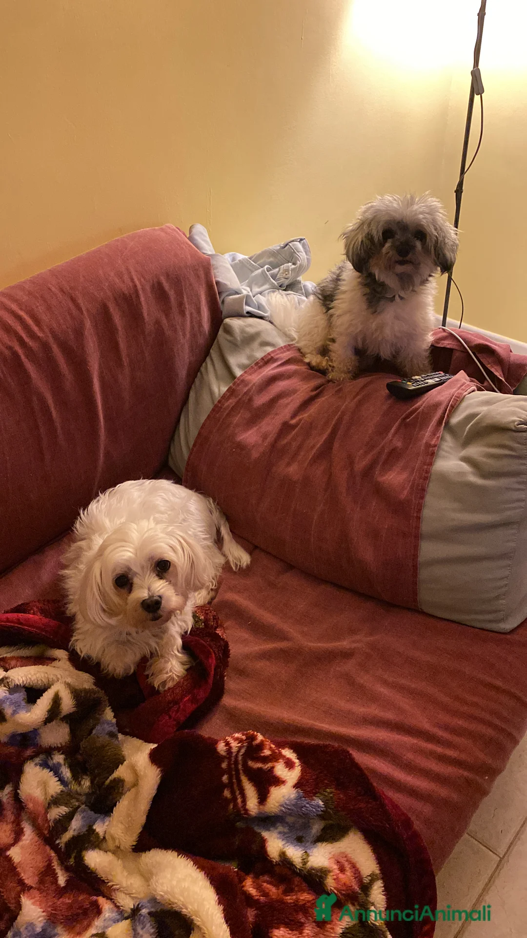 Maltipoo cani in vendita: Cuccioli maltipoo - Annuncio 13