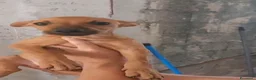 Meticcio cani in regalo: Pippo e Tara taglie piccole cercano casa - Annuncio 12