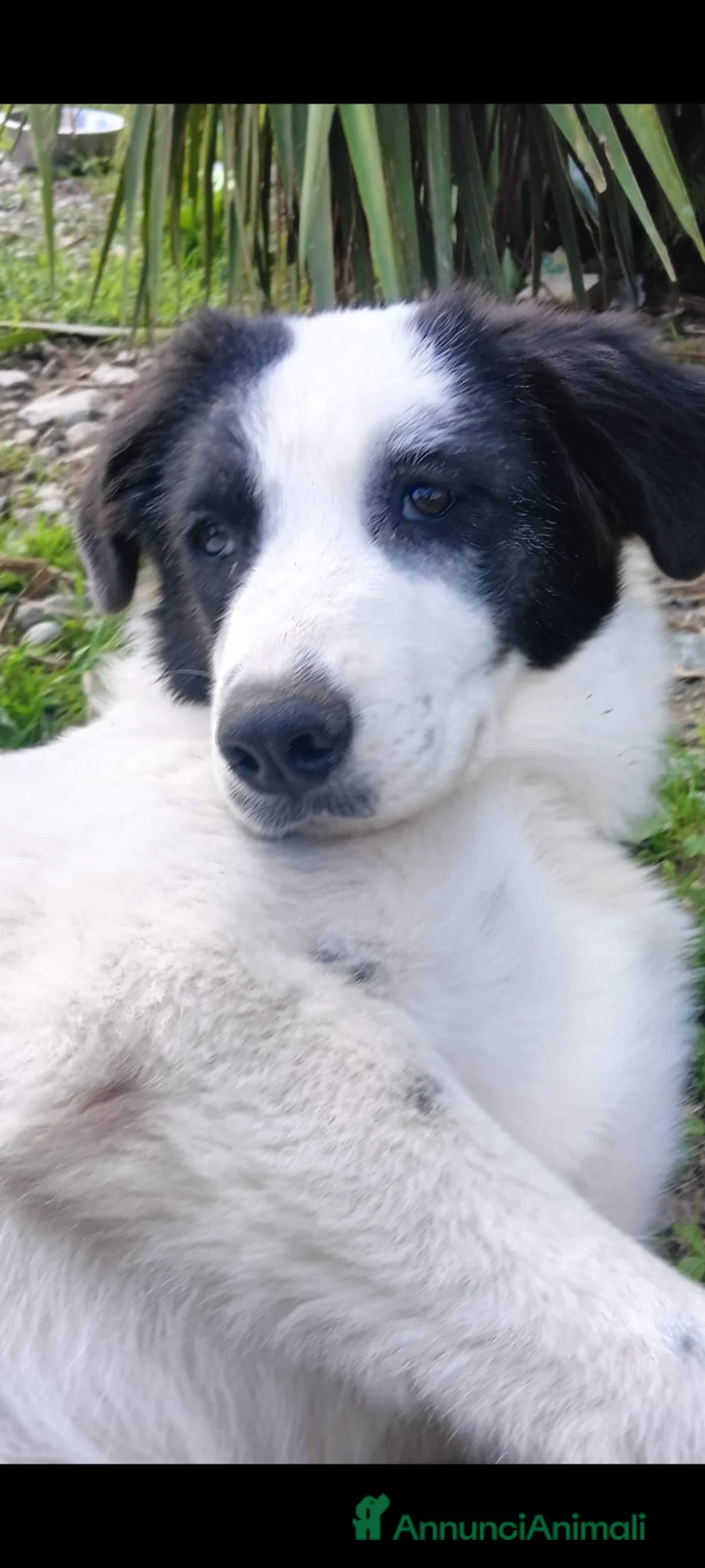 Meticcio cani in regalo: Mora bella tranquilla dolcissima - Annuncio 7