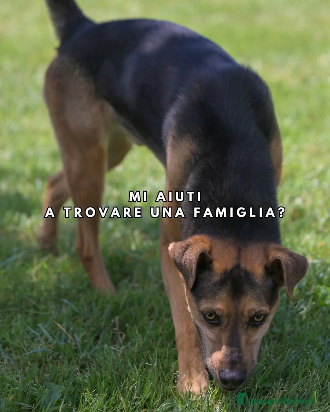 Meticcio cani in regalo: CARLO, socievole meticcio dagli occhi magnetici - Annuncio 4