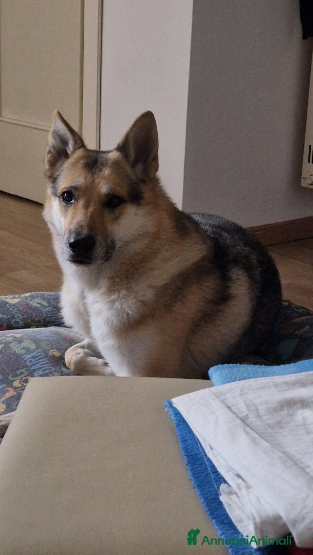 Lupo Cecoslovacco cani in vendita: Cuccioli di lupo cecoslovacco - Annuncio 2