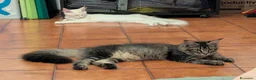 Maine Coon gatti in vendita: Maine Coon - Annuncio 14