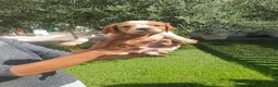 Breton cani in vendita: Breton cuccioli a Provincia di Perugia - Annuncio 2
